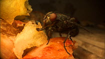 Close-up of a House fly (Musca domestica) eating from a slice of pizza. Controlled conditions.