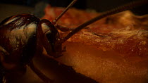 Close-up of an American cockroach (Periplaneta americana) eating from a slice of pizza. Controlled conditions.