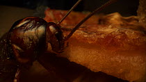 Close-up of an American cockroach (Periplaneta americana) eating from a slice of pizza. Controlled conditions.