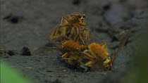 Male Yellow dung flies (Scathophaga stercoraria) fighting over a female on a cowpat, UK.