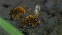 Male Yellow dung flies (Scathophaga stercoraria) fighting over a female on a cowpat, UK.