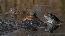 Group of Common frogs (Rana temporaria) spawning in a garden pond, with floating spawn, Somerset, England, UK, March.