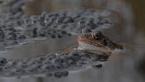 Common frog (Rana temporaria) in a garden pond, with floating spawn, Somerset, England, UK, March.