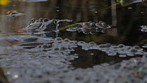 Common frogs (Rana temporaria) in a garden pond, with floating spawn, Somerset, England, UK, March.