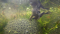 Underwater view of Common frogs (Rana temporaria) in amplexus, with spawn, Somerset, England, UK, March.