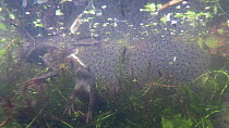 Common frog (Rana temporaria) underwater in a pond, with spawn, Somerset, England, UK, March.
