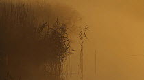 Common reeds (Phragmites communis) silhouetted in mist at dawn, Somerset Levels, England, UK, December 2013.