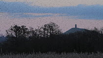 Common starling (Sturnus vulgaris) murmuration, with Glastonbury Tor in the background, Somerset Levels, England, UK, December.