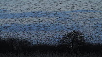 Common starling (Sturnus vulgaris) murmuration flying low over reed beds, Somerset Levels, England, UK, December.