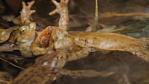 Group of Common toads (Bufo bufo) in a mating ball in a pond, Priddy, Somerset, England, UK, March.
