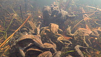 Underwater view of a group of Common toads (Bufo bufo) in a mating ball in a pond, Priddy, Somerset, England, UK, March.