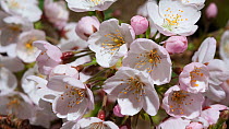 Time-lapse of Cherry (Prunus) blossom emerging, Somerset, England, UK, April.