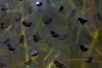 Time-lapse of frogspawn from a Common frog (Rana temporaria) developing, Somerset, England, UK, April.