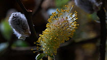 Time-lapse of flowers emerging on a male Willow (Salix) catkin, Somerset, England, UK, April.