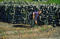 Man harvesting potatoes by stone wall, Aran Islands, Republic of Ireland.