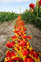Tulip (Tulipa) field, with furrow containing flower from de-headed plants, Texel island, Holland, May.