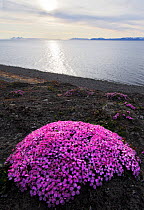 Moss campion (Silene acaulis) in flower, Svalbard, Norway, July.
