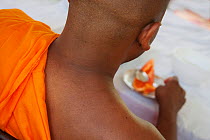 Buddhist monk eating Papaya (Carica papaya) Sri Lanka