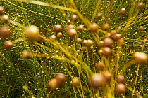Flax (Linum usitatissimum) seeds, September.