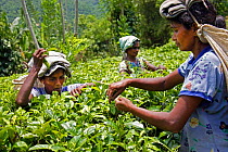 Tamil tea workers, picking tea (Camelia sinensis) at Paradise Farm organic farm, Nuwara Elia, Sri Lanka, March 2005.