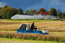 Man on combine harvester, at research farm growing several grain types, Vollebekk Experimental Farm, Agricultural University of As, Norway, September 2012