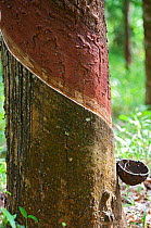 Rubber being harvest from Para rubber tre (Hevea brasiliensis) being harvested, Sri Lanka.