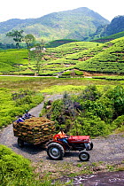Tractor pulling load of freshly picked tea (Camellia sinensis) at tea plantation, Sri Lanka, March 2005.