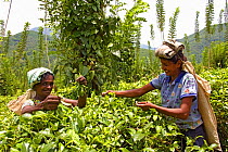 Tamil tea workers, picking tea (Camelia sinensis) at  Paradise Farm organic farm, Nuwara Elia, Sri Lanka, March 2005.