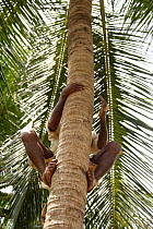 Man climbing tree to harvest Coconuts (Cocos nucifera), Sri Lanka, March 2005.