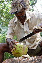 Man opening coconut (Cocos nucifera) at coconut plantation, Sri Lanka.