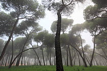 Stone pine (Pinus pinea) forest, near Sevilla, Spain, December