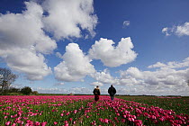 Tulip (Tulipa) field in bloom with two men looking on,  Texel, The Netherlands, May 2012.