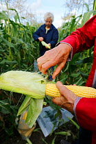 People inspecting Corn maize (Zea mays) during harvest, Akershus, Norway,, August 2012.