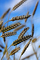 Emmer wheat (Triticum dicoccum) one of the first domesticated wheat species.