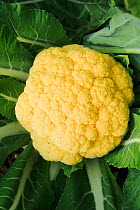 Cauliflower (Brassica oleracea) yellow form.