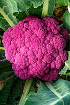Cauliflower (Brassica oleracea) purple form.