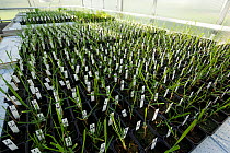 Research experiment in greenhouse, Vollebekk experimental farm, Agricultural University, As, Norway,. September 2012.