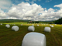 Silage bales on field, Buskerud, Norway, August 2012.