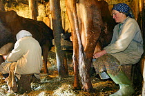 Farmers milking cows, Riga, Latvia, May 2002.