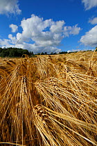 Barley (Hordeum vulgare) ripe in field, Akerhus, Norway, August.