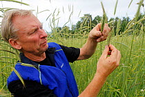 Farmer Johan Sward e Svedjerug, old Scandianavian variety of Rye (Secale cereale) specialized for slash and burn agriculture in coniferous forests, Oppland, Norway, July.
