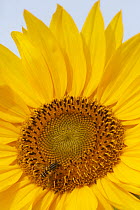 Sunflower (Helianthus annuus) flower with male hoverfly, Akershus, Norway, September.