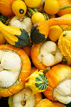 Variet of Pumpkins and squashes (Cucurbita pepo) Norway, August.