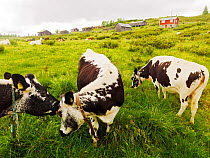 Old, rare Norwegian cow breeds Sided Tronder and Nordland (STN) cattle, a dairy cow, Norway, July.