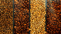 Different kinds of Coffee beans, seen through glass.