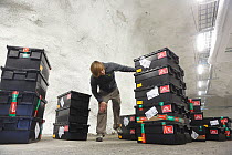 Man cataloguing newly arrived seed samples, Global Seed Vault, Svalbard, Norway, October 2012.