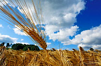 Barley field (Hordeum vulgare) Akershus, Norway, August 2012.