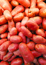 Potatoes (Solanum tuberosum) 'Kerrs Pink'