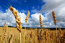 Wheat field (Triticum) with ripe seeds, Akershus Norway, August.