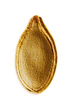 Seed of Pumpkin (Cucurbita pepo) on white background
